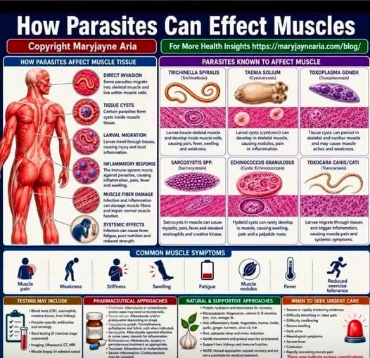 How Parasites Can Affect Muscles, Cause Pain and Weakness