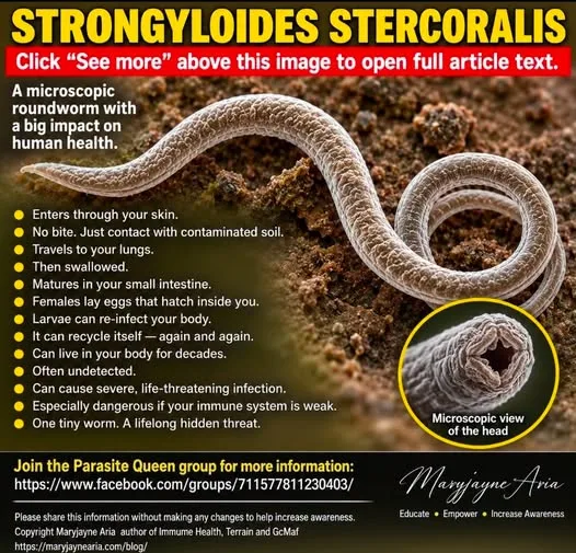 STRONGYLOIDES STERCORALIS: THE PARASITE THAT CAN HIDE FOR DECADES